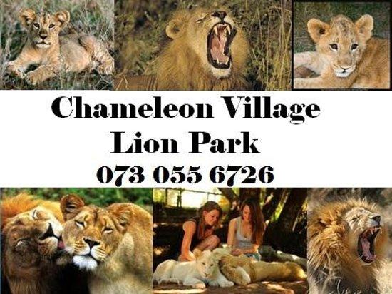 Chameleon Village Lion Park