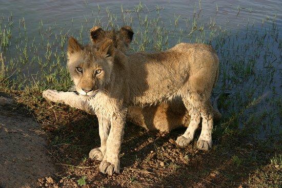 Lion Walk Safari