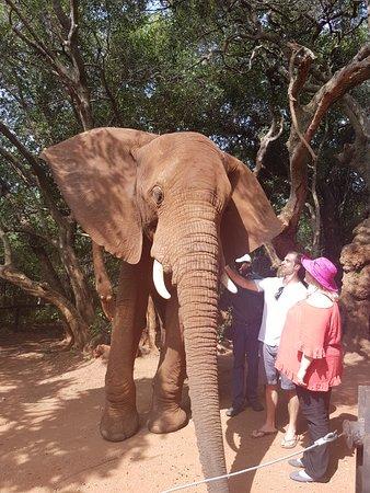 Elephant Sanctuary
